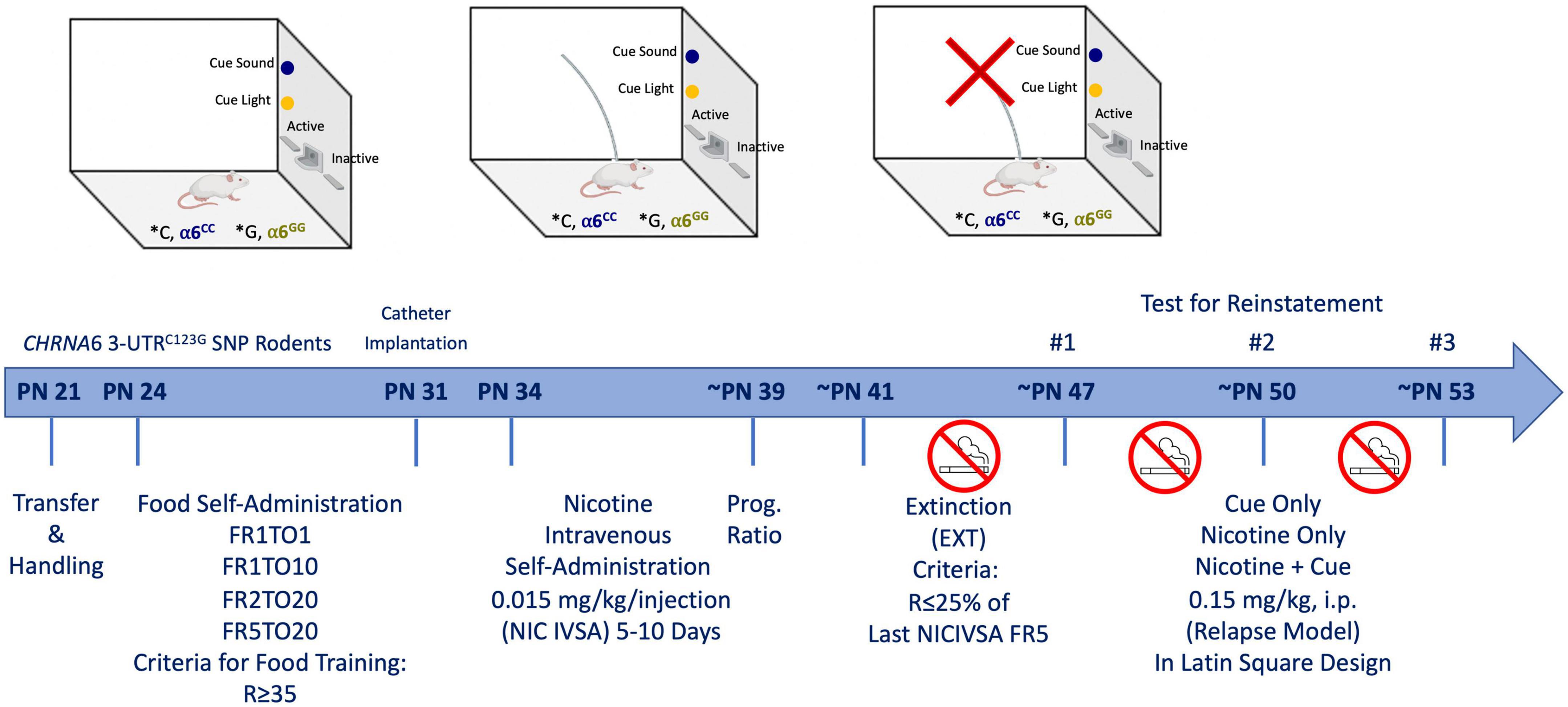 Sex- and genotype-dependent nicotine plus cue-primed reinstatement is enhanced in adolescent Sprague Dawley rats containing the human CHRNA6 3′-UTR polymorphism (rs2304297)